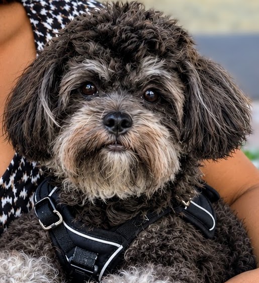 Max the Shorkie, the friendly welcome committee at The Tropical Penguins in Mactan, Cebu